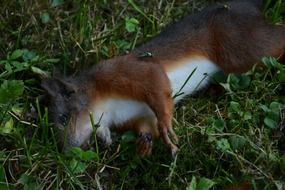 Dead red Squirrel on grass