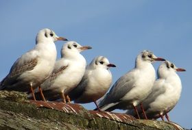 seagulls are sitting on a wooden beam close-up