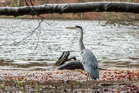 Fischreier Bird near the lake in autumn