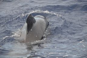 aquatic marine mammal, the whale