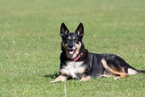 pretty black and red Dog lies down on lawn