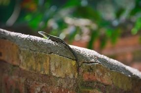 lizard on an old stone wall