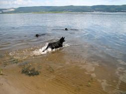 black dog walks on water