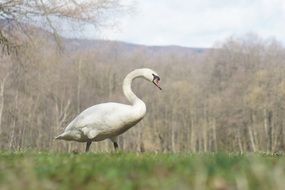 beautiful and cute white Swan Bird