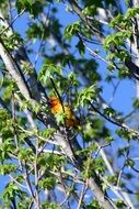 yellow bird on a tree branch