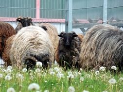 long-haired sheep on a green meadow