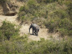 elephant in queen elizabeth national park