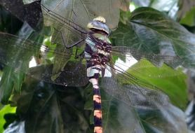common clubtail