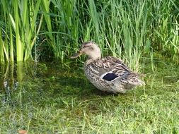 Mallard Female Duck