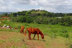brown ponies on a green pasture on a sunny day