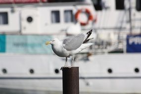 Seagull Bird Pile Port