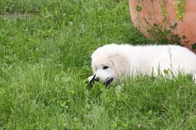 funny white fluffy puppy in the green grass