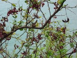 small Nest with Hummingbird on tree