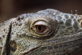 eye of a dragon in iguana close-up