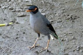 Acridotheres Ginginianus or Bank Myna