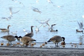 many different birds near the water