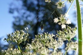 spider on a web on a white fragrant flower