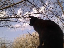 Picture of black domestic cat