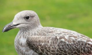 gray seagull close-up on blurred background