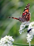 red butterfly on white flower