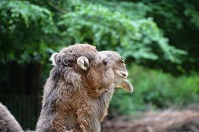 head of one-humped camel or dromedar