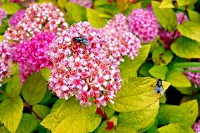 Fly on the beautiful sedum flowers