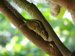 wild ground squirrel