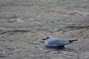 lone white gull in gray water