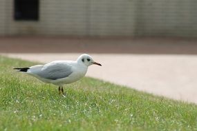 seagull standing on green grass