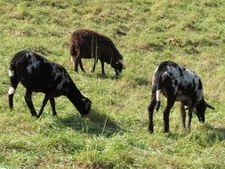 brown sheep and spotted goats on the pasture