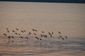 Picture of flying Flock of Birds over the pond