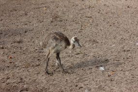 flightless bird on dry grass