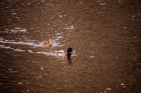 swimming duck couple