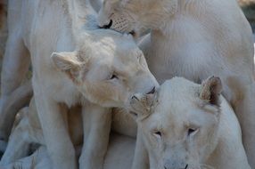 white african lions