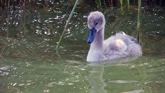 the young swan is swimming in the pond