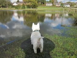 West Highland White Terrier near the water