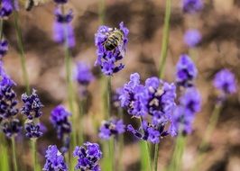bee collects nectar on blue flowers