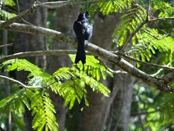 racket-tailed drongo on the tree in India