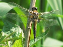 Macro photo of the brown dragonfly