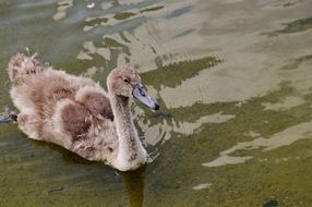 Swan with brown feathers on the water on the lake
