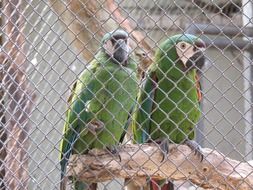 green macaws behind bars