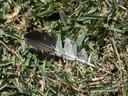 feather bird on the ground