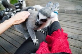 friendly lemur in the zoo