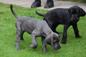 two Great Dane Puppies on lawn