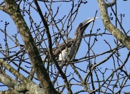 wild indian grey hornbill in Karnataka