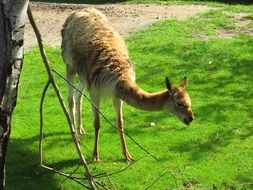 Picture of Lama in the zoo