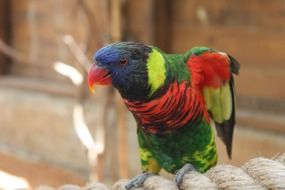 wild rainbow parrot