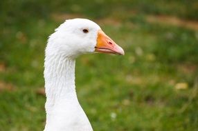 portrait of a white goose