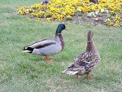 bright ducks in a picturesque garden