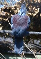 crowned dove on a stick